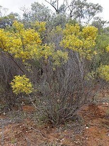 Senna artemisioides ssp. x coriacea, PJL 3058, Pile Pudla Reserve, EP, 18 Oct 2016, by P.J. Lang, plant, edit
